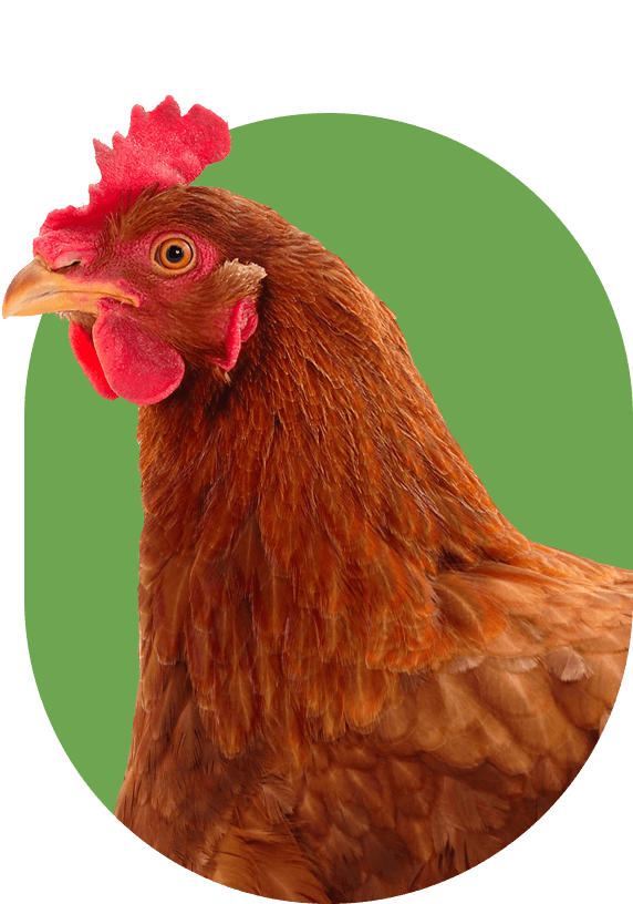 Рационы для продуктивного птицеводства